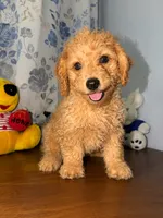 Bear, a male Miniature Goldendoodle for sale in Durham, CT – 5 of 10