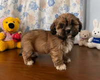 Storm , a male Lhasa Apso for sale in Durham, CT – 5 of 10