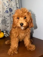 Milo, a male Miniature Goldendoodle for sale in Durham, CT – 7 of 10