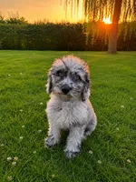 Lina, a female Cavapoo for sale in Durham, CT – 4 of 10