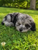 Lee, a male Cavapoo for sale in Durham, CT – 7 of 10