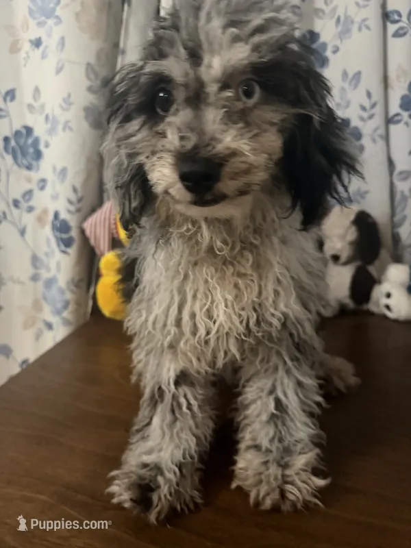 Lilly – Cavapoo puppy for sale in Durham, CT