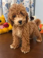Lina, a female Havapoo for sale in Durham, CT – 2 of 10