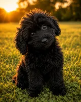 King, a male Cavapoo for sale in Durham, CT – 2 of 10