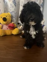 King, a male Bichpoo for sale in Durham, CT – 10 of 10