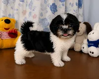 Fluffy , a male Shih Tzu for sale in Durham, CT – 9 of 10
