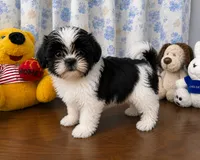 Bingo, a male Shih Tzu for sale in Durham, CT – 4 of 10