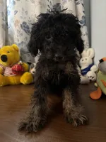 Milo, a male Yorkipoo for sale in Durham, CT – 5 of 10