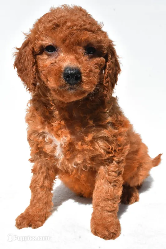 Fran – Miniature Goldendoodle puppy for sale in Durham, CT