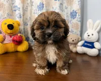 Storm , a male Lhasa Apso for sale in Durham, CT – 4 of 10