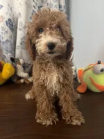 Manny, a male Havapoo for sale in Durham, CT – 7 of 10