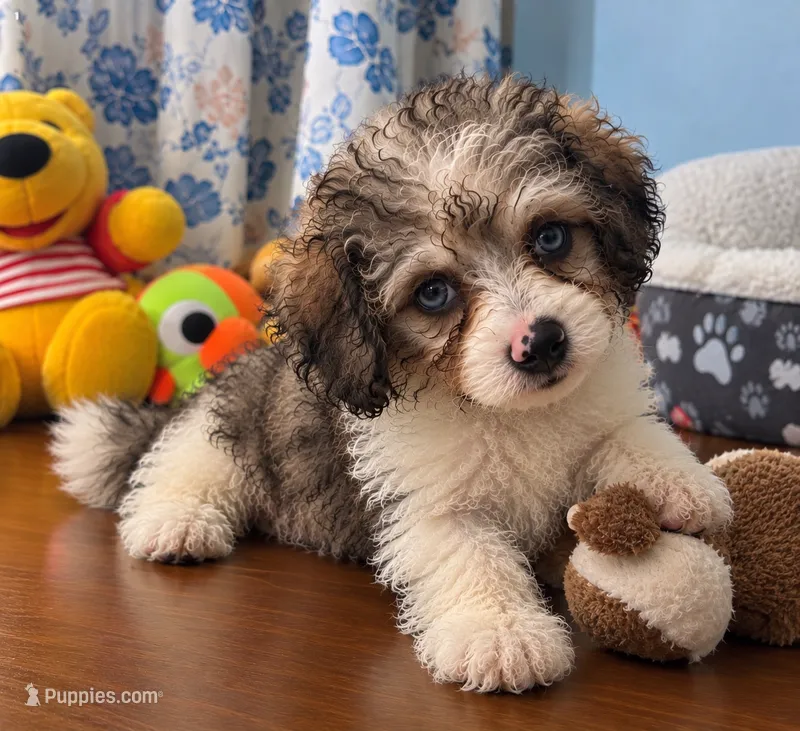 Bingo – Cockapoo puppy for sale in Durham, CT