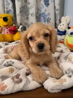 Jess, a female Cocker Spaniel for sale in Durham, CT – 3 of 10