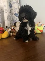 King, a male Bichpoo for sale in Durham, CT – 5 of 10