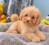 King, a male Bichpoo for sale in Durham, CT – 8 of 10
