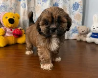 Storm , a male Lhasa Apso for sale in Durham, CT – 9 of 10