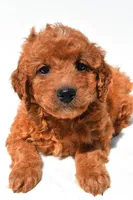 Fawn, a female Miniature Goldendoodle for sale in Durham, CT – 7 of 9