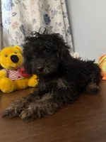 Milo, a male Yorkipoo for sale in Durham, CT – 7 of 10