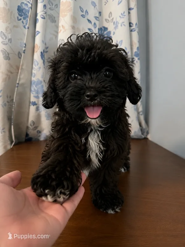 Tucker – Shihpoo puppy for sale in Durham, CT