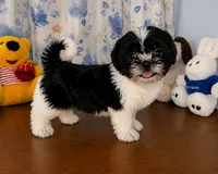 Fluffy , a male Shih Tzu for sale in Durham, CT – 10 of 10