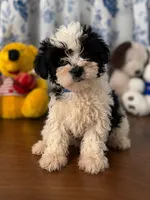 Lucy, a female Morkie for sale in Durham, CT – 3 of 10