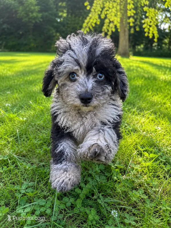 Lee – Cavapoo puppy for sale in Durham, CT