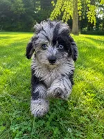 Lee, a male Cavapoo for sale in Durham, CT – 1 of 10