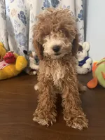 Manny, a male Havapoo for sale in Durham, CT – 5 of 10