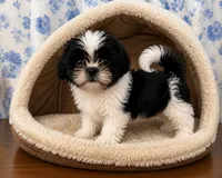 Bingo, a male Shih Tzu for sale in Durham, CT – 9 of 10