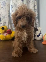Lucy, a female Havapoo for sale in Durham, CT – 7 of 10