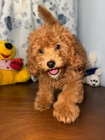Milo, a male Miniature Goldendoodle for sale in Durham, CT – 8 of 10