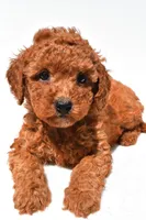 Finley, a female Miniature Goldendoodle for sale in Durham, CT – 5 of 9