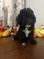 King, a male Bichpoo for sale in Durham, CT – 4 of 10