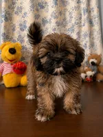 Cindy , a female Lhasa Apso for sale in Durham, CT – 10 of 10