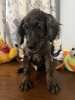 Bobby, a male Cockapoo for sale in Durham, CT – 7 of 10