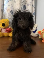 Lu, a female Yorkipoo for sale in Durham, CT – 10 of 10