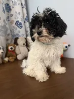 Moe , a male Bichpoo for sale in Durham, CT – 3 of 10