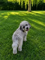 Lina, a female Cavapoo for sale in Durham, CT – 9 of 10