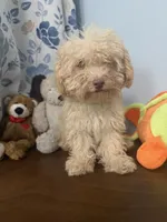 Jena , a female Bichpoo for sale in Durham, CT – 4 of 10