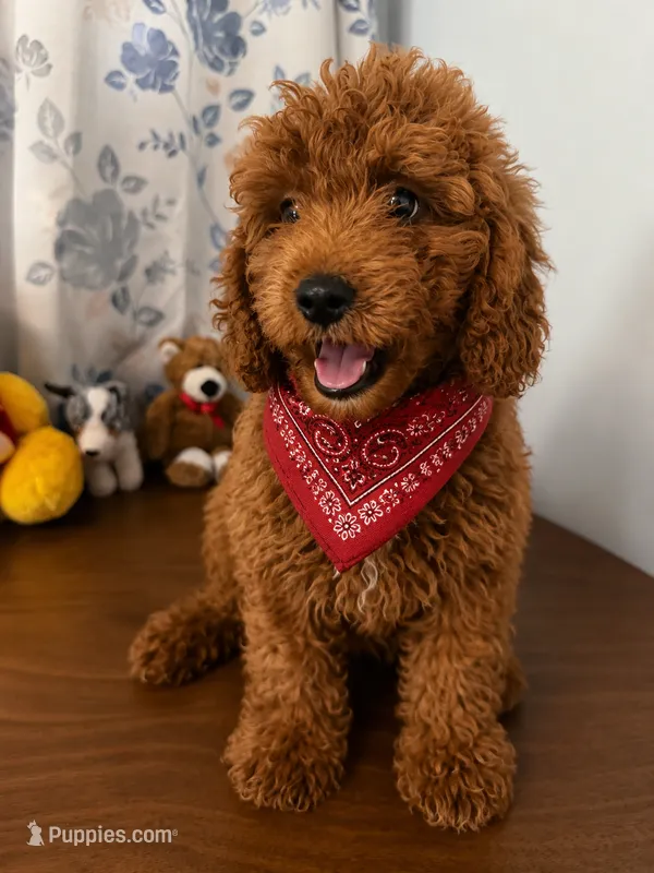Bella – Miniature Goldendoodle puppy for sale in Durham, CT