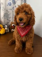 Bella, a female Miniature Goldendoodle for sale in Durham, CT – 1 of 10