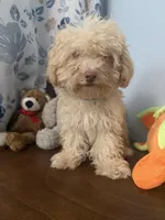 Jena , a female Bichpoo for sale in Durham, CT – 5 of 10