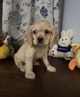Lu, a female Cocker Spaniel for sale in Durham, CT – 10 of 10