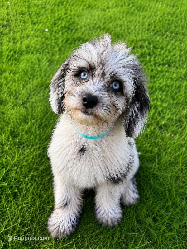 Lilly – Cavapoo puppy for sale in Durham, CT
