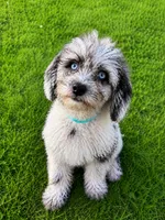 Lilly, a female Cavapoo for sale in Durham, CT – 1 of 10