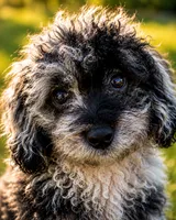 Joe , a male Cavapoo for sale in Durham, CT – 6 of 10
