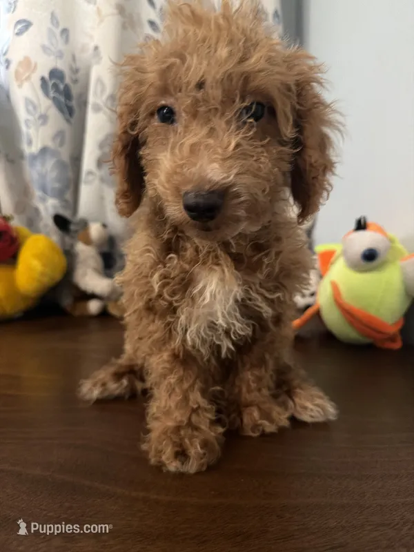 Linda – Havapoo puppy for sale in Durham, CT
