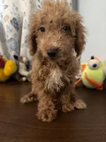 Linda, a female Havapoo for sale in Durham, CT – 1 of 10