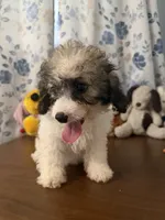 Bella , a female Cockapoo for sale in Durham, CT – 9 of 10
