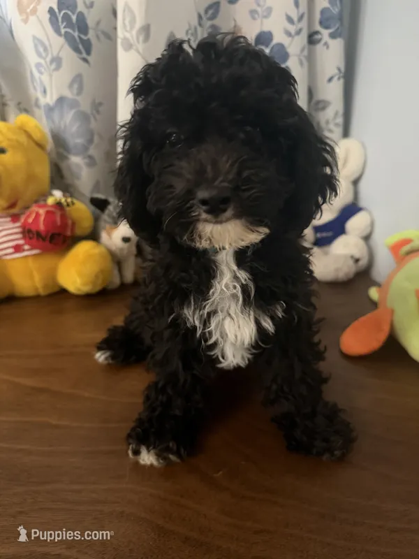 King – Bichpoo puppy for sale in Durham, CT